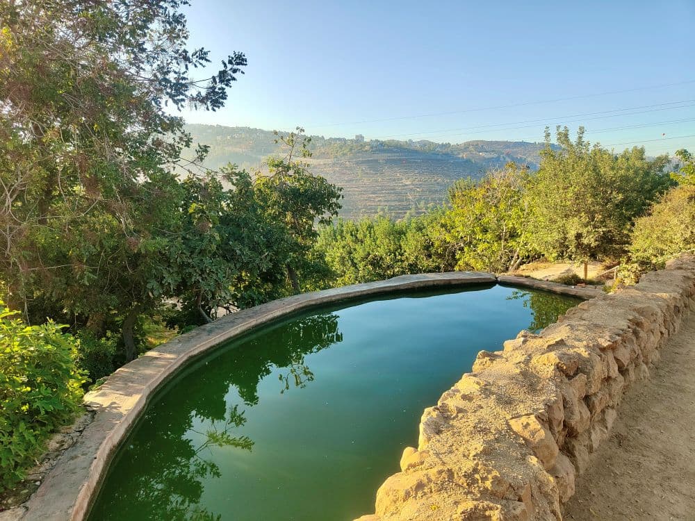 Al Walaja hike and visit 5000 year old olive tree